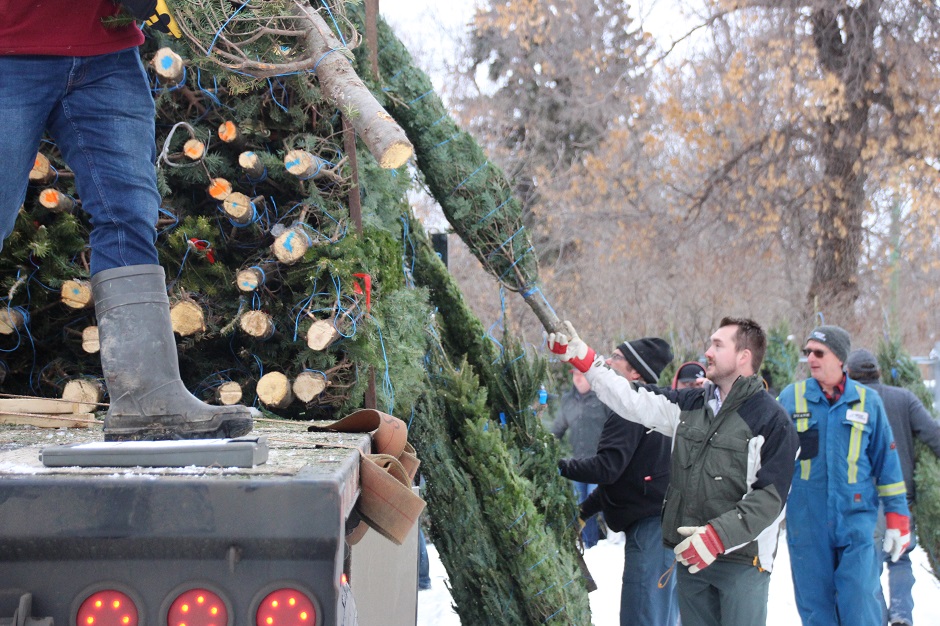 Men at work Young Fellows Tree lot STOCKED